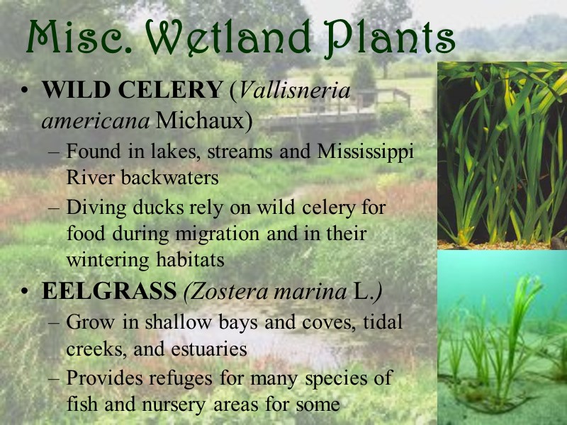 Misc. Wetland Plants WILD CELERY (Vallisneria americana Michaux) Found in lakes, streams and Mississippi